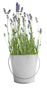 Potting Shed Creations, Ltd. - Garden in a Bag | Lavender | Best Seller