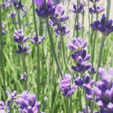 Load image into Gallery viewer, Potting Shed Creations, Ltd. - Garden Sprinkles | Lavender